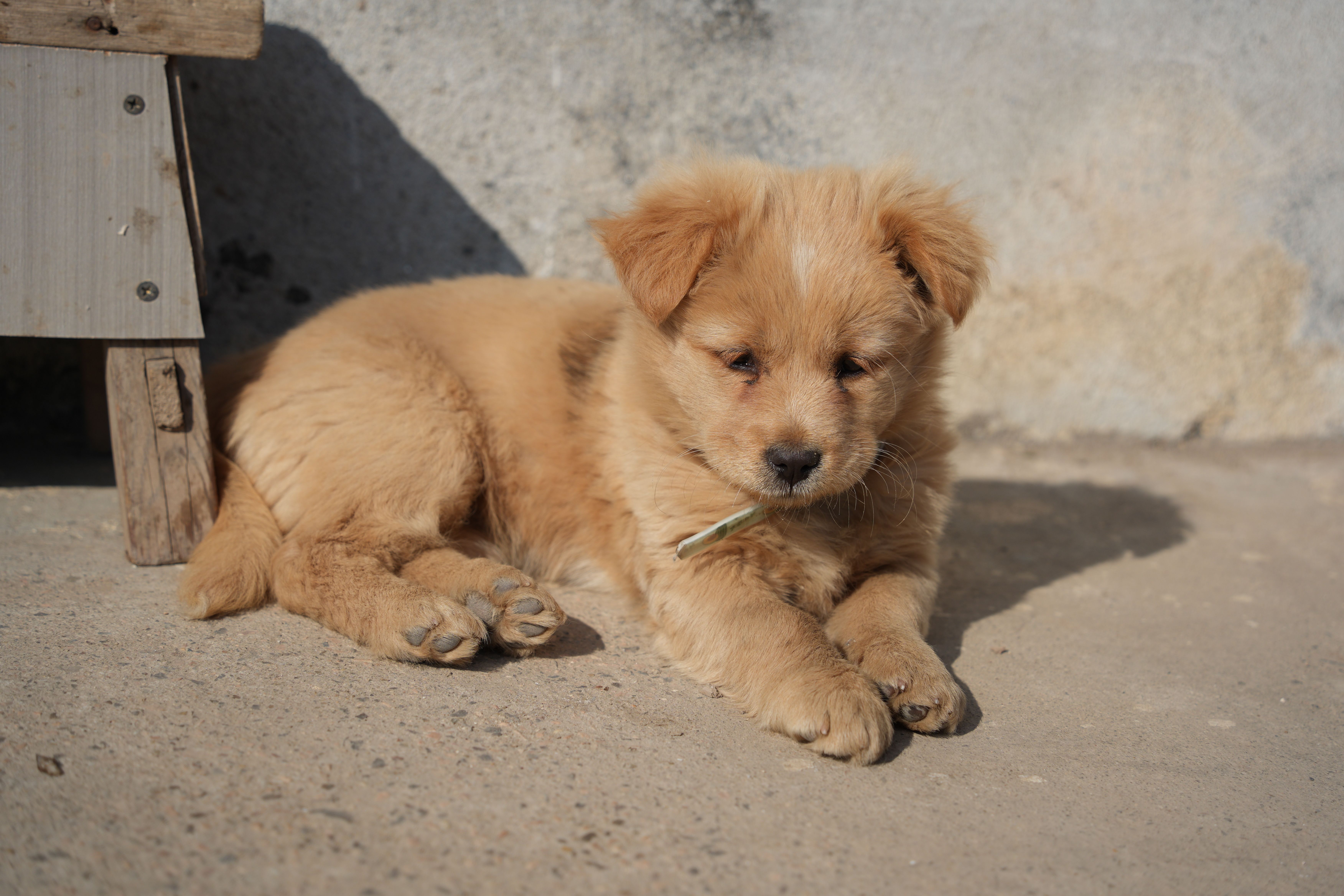 Dog shelters in India